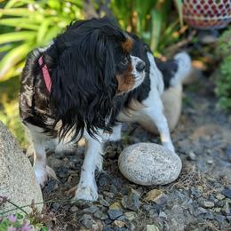 Cavalier King Charles Spaniels and Cavapoos from Terrace Cavaliers and Cavapoo’s