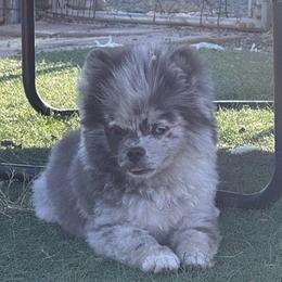 Ace - Pomeranian