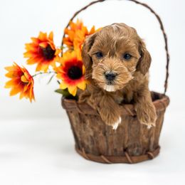 June - Red  female Goldendoodle puppy in Davison, Michigan from Dreaming Doodles