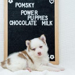 Chocolate Milk - Red and white female Pomsky puppy in Spring City, Pennsylvania from Pomsky Power Puppies
