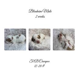 Yellow male - Blenheim male Cavapoo puppy in Clarksville, Iowa from Iowa Heartland Doodles