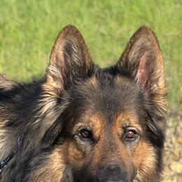 Max - German Shepherd