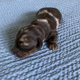Snickers - Dapple male Dachshund puppy in Castle Rock, Colorado from Dachsunds of Denver