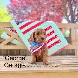 Georgia - Red  male Goldendoodle puppy in Springville, Utah from JW Doodles