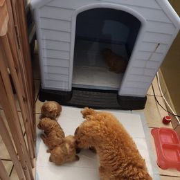 Poodle Puppies from Mini paw love