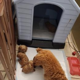 Poodle Puppies from Mini paw love