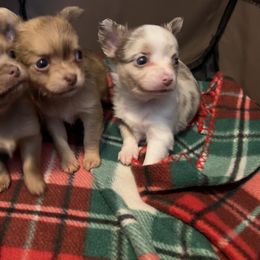 Chihuahua Puppies from Snow Peak Chihuahuas
