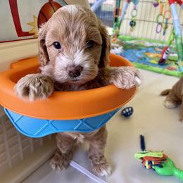 Cavapoo and Cockapoo Puppies from Benji’s Cockapoos