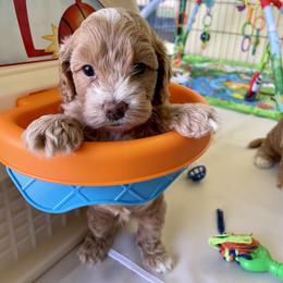 Cavapoo and Cockapoo Puppies from Benji’s Cockapoos