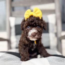 Halo - Chocolate female Goldendoodle puppy in Anderson, South Carolina from Brinkerhoff Doodle Farm