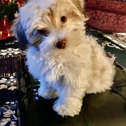 Havanese Puppies from Leatherwood Havanese