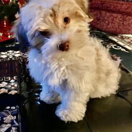 Havanese Puppies from Leatherwood Havanese