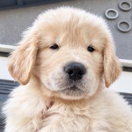 Dark Green boy - Golden male Golden Retriever puppy in Fresno, California from Warwick’s Central California Goldens