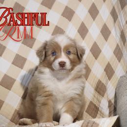 Bashful - Red merle male Australian Shepherd puppy in Keytesville, Missouri from Dogwood Lane Canine