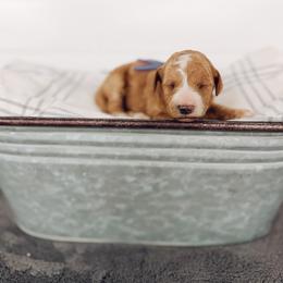 Opal - Apricot female Goldendoodle puppy in Billings, Montana from Montana Raised Doodles