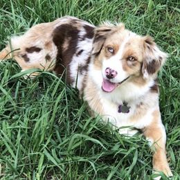 Australian Shepherds from Royal Paws Puppies