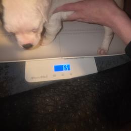 Girl 4 - White and black female American Bulldog puppy in La Porte, Indiana from Slayton's American Bulldogs