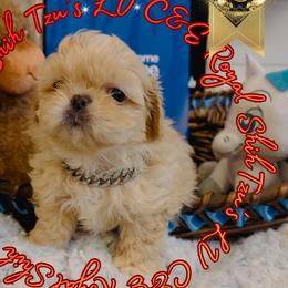 Chihuahua and Shih Tzu Puppies from C&E Royal Shih Tzu
