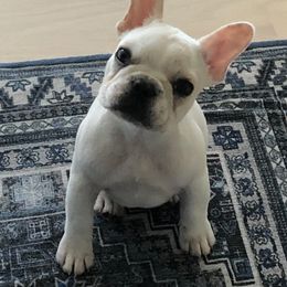 French Bulldog Puppies from Addylane Frenchies