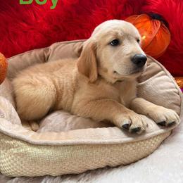 Golden Retriever Puppies from American True Golden retriever