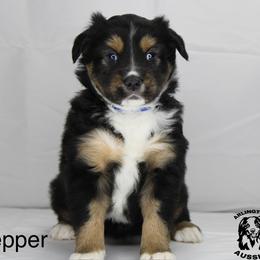 Pepper - Black tri Miniature Australian Shepherd puppy in Largo, Florida from Arlington's Aussies