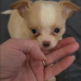 Astro - Gold and white male Chihuahua puppy in Kyle, Texas from joy of chihuahuas tx