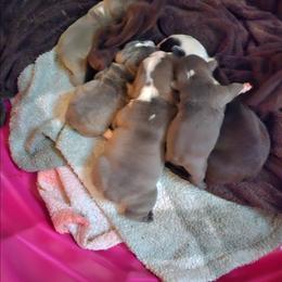 Miracle - Blue tri-color female Bulldog puppy in Callao, Virginia from Northern Neck Bulldogs