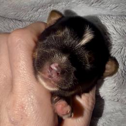 Little Tilly AKC - Black and tan female Yorkshire Terrier puppy in Hope, Indiana from DJ Yorkies