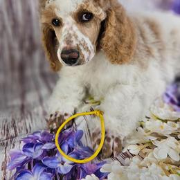Chaps - Parti male Poodle puppy in Mcbain, Michigan from Northern Creek