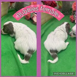 Bubbles - Piebald female Dachshund puppy in Elko, Nevada from Willow Creek Acres Dachshunds