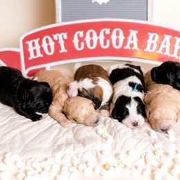 Bernedoodle Puppies from Sugarcreek Haven Bernedoodles