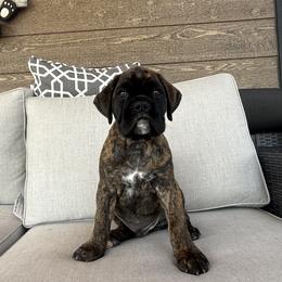 Boxer Puppies from The Holistic Boxer