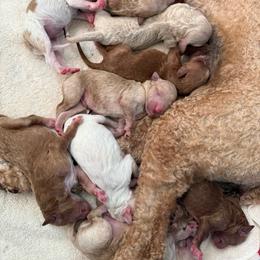 Female 6 - Red  female Goldendoodle puppy in Chattanooga, Tennessee from Scenic City Doodles