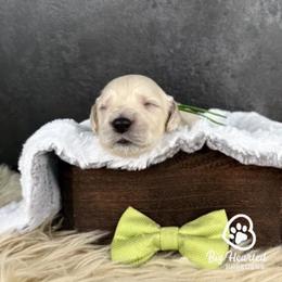 Billy - Cream male Goldendoodle puppy in Utah County, Utah from Big Hearted Breeders