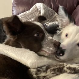 Border Collies from Spotted Feather Farm