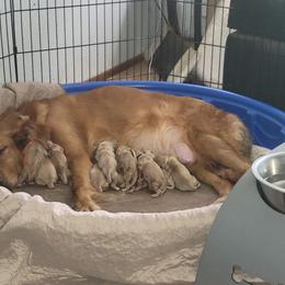 Girl 8 - Golden female Golden Retriever puppy in Lakewood, Washington from Lenhart Goldens