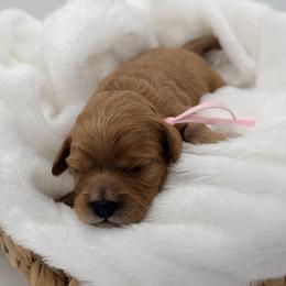Girl 1 - Cream female Cavapoo puppy in Georgetown, Texas from Mc Doodles of Texas LLC