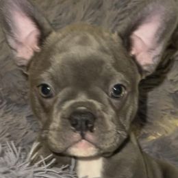 Boston Terriers and Companion Crosses from Blue Elite Boston Terriers