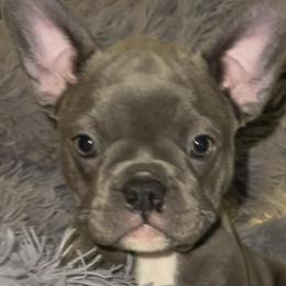 Boston Terriers and Companion Crosses from Blue Elite Boston Terriers