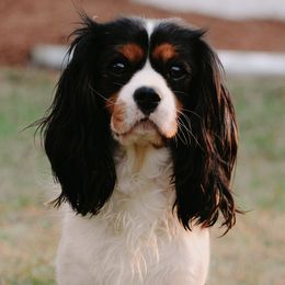 Lucy - Cavalier King Charles Spaniel