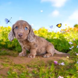 Daisy - Dapple female Dachshund puppy in Sallisaw, Oklahoma from Wild West Dachshunds