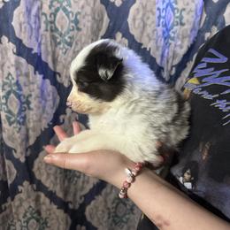 Junior mint - Blue merle female Australian Shepherd puppy in Chaplin, Connecticut from Mystic Moon