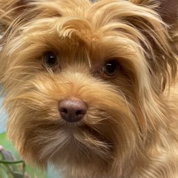 Bailey - Yorkshire Terrier