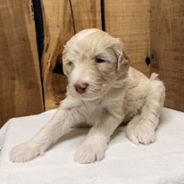 Girl 5 - Cream female Aussiedoodle puppy in Lavonia, Georgia from H & A Kennels