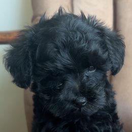 Cappuccino - Black male Schnoodle puppy in Portland, Oregon from Marlen Poodles&Doodles