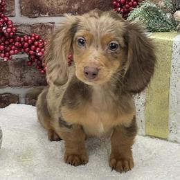 Beckett - Dapple male Dachshund puppy in Industry, Illinois from KDKs Kennels