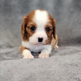 Fletcher - Blenheim male Cavalier King Charles Spaniel puppy in Romeoville, Illinois from KonopkaKennelsLLC