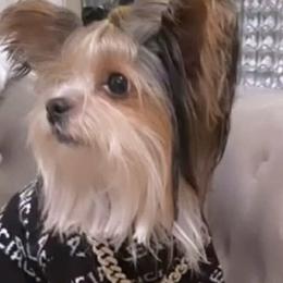Shih Tzus, Yorkipoos, and Yorkshire Terriers from Noir Luxe Litters of NJ