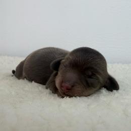 Eka - Chocolate and cream female Dachshund puppy in Sonora, California from HEFFERNAN HOUNDS