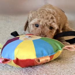 Tink - Apricot female Poodle puppy in Edgefield, South Carolina from Pet Guardian Smart Kennels, LLC